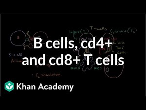 Review of B cells, CD4  T cells and CD8  T cells Video Lecture | Biology for MCAT