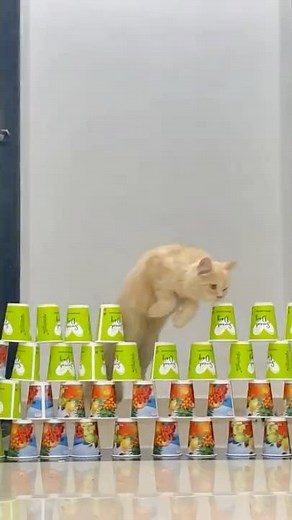 Cats Doing Obstacle Course with Paper Cups 😺🏆 #cat #pets #kitten #puppy #asmr