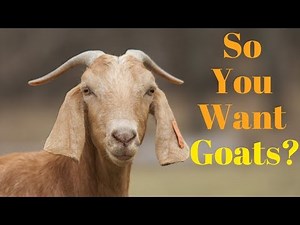 How to Get Started with Goats