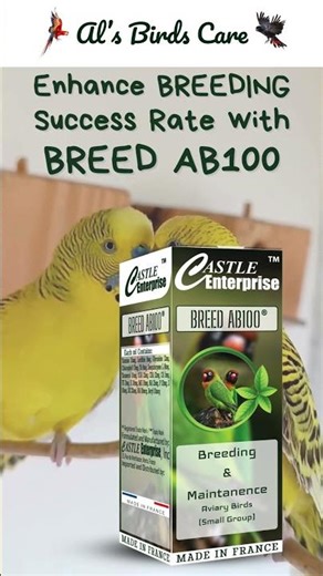 Budgies Not Breeding? Give This for Guaranteed Results | BREED AB100 Guide | Budgies Breeding Secret