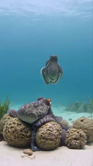 Female octopuses are actively throwingobjects at males that won't leave themalone. This unusual behavior has beenobserved in the wild, where females useshells, silt, and debris to push awaypersistent males.Researchers studying these interactionssuggest it may be a defensive responseto unwanted mating attempts, showingsurprising control, awareness, andintentional behavior in these intelligentmarine animals.