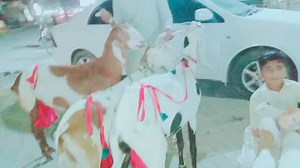 1.3K views · 16 reactions | ماشاءاللہ آج کی کار گو حاجی شوقت بھائی سیالکوٹ کے لیئے الحمدللہ بکریاں پہنچ بھی گئی ہیں یار آپ دوست جانور خریدیں عثمان بھائی سے اور ارشد بھائی سے الحمدللہ بااعتماد ادارا ہے یا خود وزٹ کریں شکریہ ڈیٹیل عثمان بھائی ،03121621002,+ 03343351935ارشد | Bakra Mandi Online | Facebook