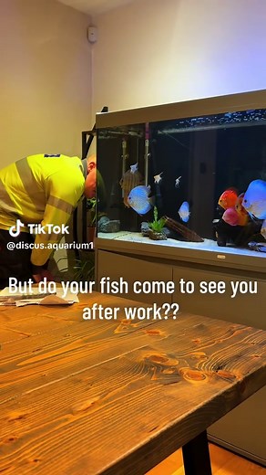 Engaging Discus Fish Care Tips for Your Aquarium