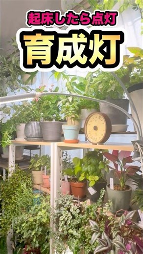 流行真似たよ！【育成ライトは昼間だけ】#育成ライト #観葉植物 #植物のある暮らし #観葉植物の育て方 #観葉植物インテリア 植物インテリア