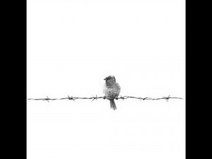 Katey Sagal & The Forest Rangers ~ Bird On A Wire
