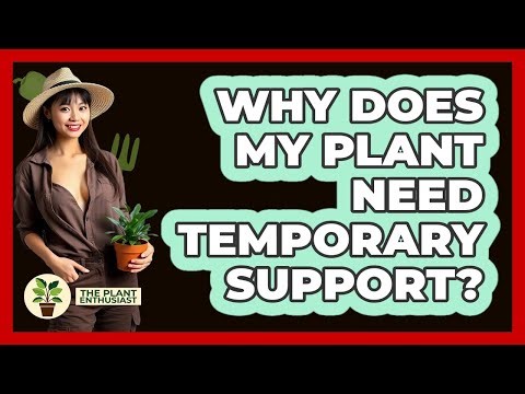 Why Does My Plant Need Temporary Support?