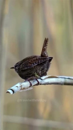 The Eurasian Wren fills the forest with its beautiful song 🌿🎶