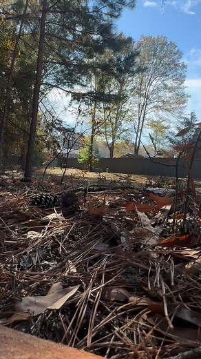 Taking out the dead pines from the borers and bark beetles. Proper disposal and treatment is a must! #trees | Sean Reesen