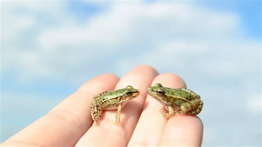 25 tiny animals that are smaller than you might imagine