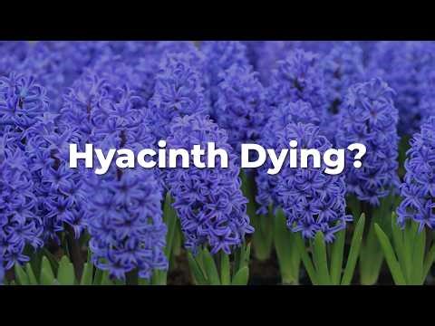 7 Hyacinth Problems You Need to Know (And How to Fix Them)