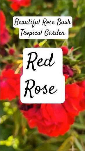 Beautiful Red Rose Bush in my Tropical Garden UK #tropicalgarden #rose