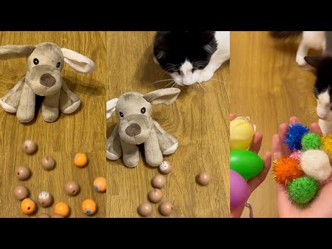 Relaxed Cat Nach 🌀 Satisfying Marbles