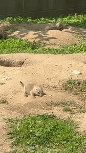Looks like we’ve got baby prairie dogs! One, at least. Baby prairie dogs, called pups, live the first six weeks of life underground and then emerge when it warms up. Thanks to eagle-eyed visitor Carrie for the video. | Potawatomi Zoo
