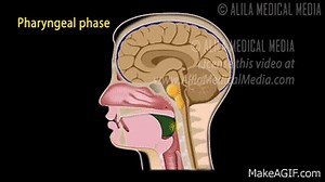 Swallowing Reflex, Phases and Overview of Neural Control, Animation. on Make a GIF