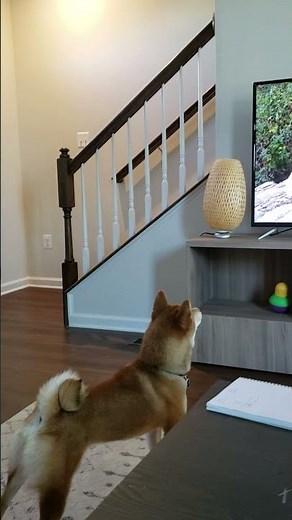 Shiba Inu Barks at T.V. Wolf Howling