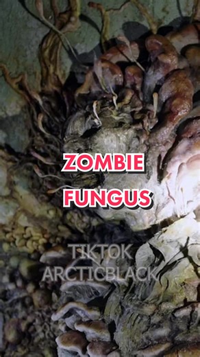 Zombie Fungus: A Terrifying Fungal Phenomenon Explained