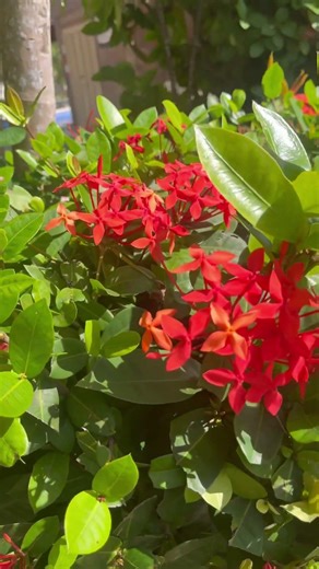 #humor #wedding #4k #party #song #funny #fiesta #flowers #flores #floral #shorts #youtubeshorts #fyp