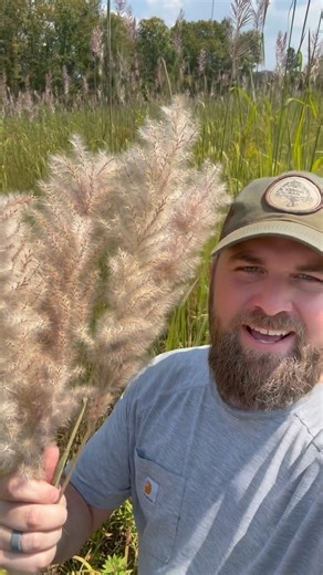 Plume grass is easily our most recognizable native grass in the south! #nativehabitatproject #grasslands #plumegrass #pampasgrass #nativeplants | Native Habitat Project