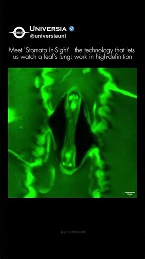 WATCH: A Plant Breathing in 3D! 🌿