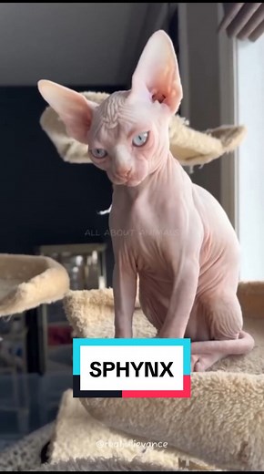 Sphynx Cat: Adorable, Wrinkly Feline Companion