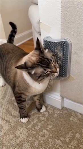 She Was Already Rubbing Every Corner…