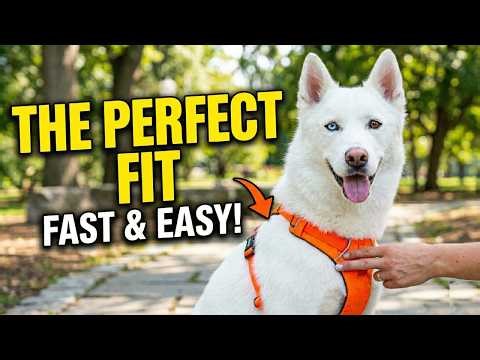 How to Measure Your Dog for the PERFECT Harness Fit
