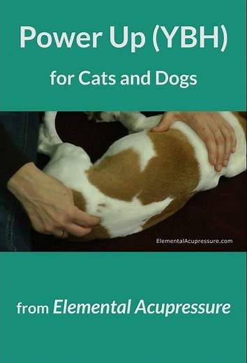 Discover the ULTIMATE Back & Hind Leg Acupoint for Dogs & Cats