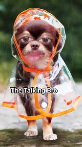 83K views · 3.1K reactions | বুঝছোস?  | The Talking Bro | Facebook