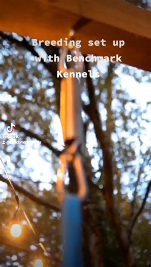 Modern kennel designs, sturdy materials and optional upgrades like insulation, draught excluders and bitumen roofing mean your dog can enjoy a safe, secure outdoor space in all weathers. Whether it’s summer shade or winter shelter, a well-built kennel supports routine and comfort throughout the year. 📞 Call us today: 0114 3089360 🌐 benchmarkkennels.co.uk | BM Kennels LTD