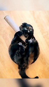 Living with a dog and a cat is never boring! 🤣 (123) 🐾 #PetWorldLoveForever #RescueAndCuddle #PawsitiveLifeDaily #AnimalFriendlyMoments #PurrfectCompanions | A vit