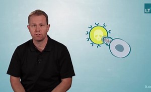 How Do Natural Killer Cells Protect Themselves and How Does the Killing Process work?