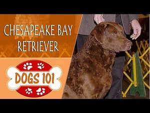 Dogs 101 - CHESAPEAKE BAY RETRIEVER - Top Dog Facts About the CHESAPEAKE BAY RETRIEVER