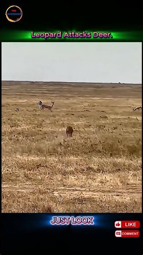 Can This Deer Escape a Cheetah's Fastest Chase?