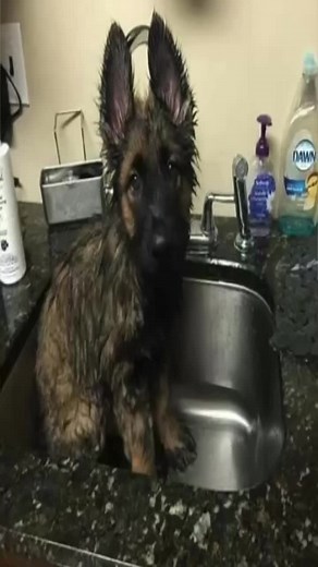 Understanding German Shepherd Puppies: Traits and Care