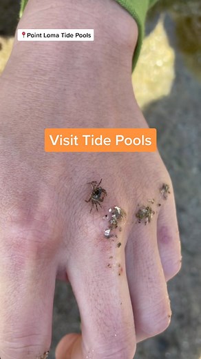 Things to do in California: Visit Tide Pools #tidepool #california #childrenfun #fyp