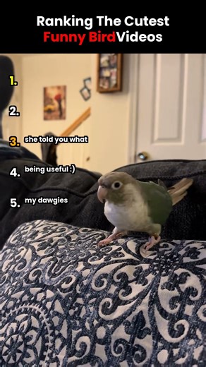 RANKING THE CUTEST FUNNY BIRD VIDEOS 🐦 PART 7 😂