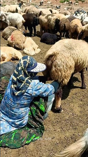 Interesting experience of milking a sheep with a nomadic woman