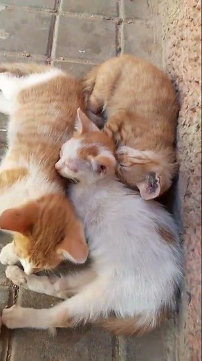 Providing treatment and food for homeless and deprived cats and making them happy through adoption