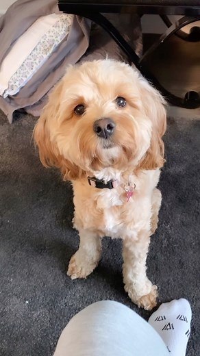 Luna The Mini Cockapoo on Instagram: "It’s the eyes for me 🥺"