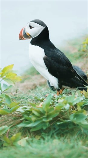 “Is Bird Ko ‘Sea Parrot’ Kyun Bolte Hain? 🤯”#atlanticpuffin #puffin #seabird #animalfacts #wildlife