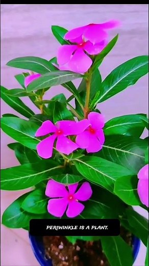 😱 Most Gardeners Don't Know This About Periwinkle.