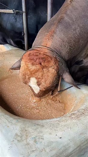 Biggest Cow In Bangladesh on Instagram: "Gigantic Fleckvieh bull enjoying his hearty breakfast straight from the bowl 🐂💪 #Fleckvieh #FarmLife #CattleLovers #BullPower #MorningVibes"