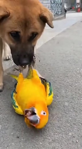 A hilarious moment caught on mobile camera! A bright yellow parrot lies on the ground screaming at a dog holding its leg — yelling, “Let me go! You’re kidnapping me! My wife is a police officer!” 😂 This funny talking parrot video has gone viral for its perfect mix of drama, comedy, and chaos. The dog looks totally confused while the parrot keeps shouting like a real human! 🎥 Watch till the end — you won’t stop laughing! 🔹 Subscribe for more funny animal videos and parrot comedy moments! 🔹 Li