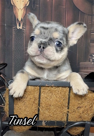 Blue Tri Merle F 💜 Harlee X Banks