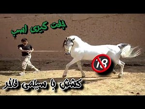جفت گیری اسب (کشش اسب) 🔞🔞🔞😱 #اسب #horse