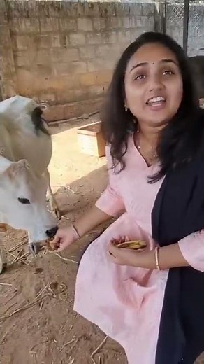 Worlds Smallest Cow Breed is Called Punganur Cattle #india #shorts