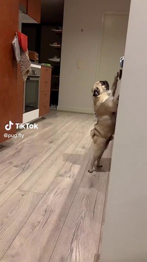 Pug Fly on TikTok