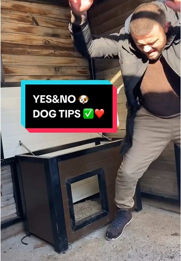 Essential Dog Tips for Training and Care