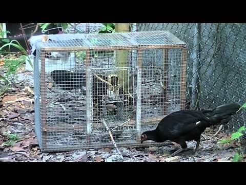 The best multi-capture trap for sparrows in the world, 12 captures in minutes