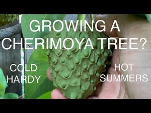 CHERIMOYA TREE - Way More Tolerant to COLD ( 25f) and HEAT ( 112f) than you think!